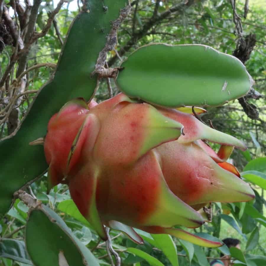 hylocereus costaricensis fruit