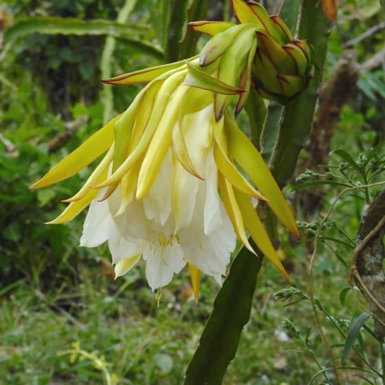 hylocereus megalanthus flower