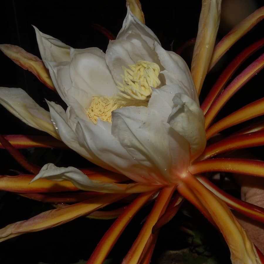 hylocereus monacanthus flower