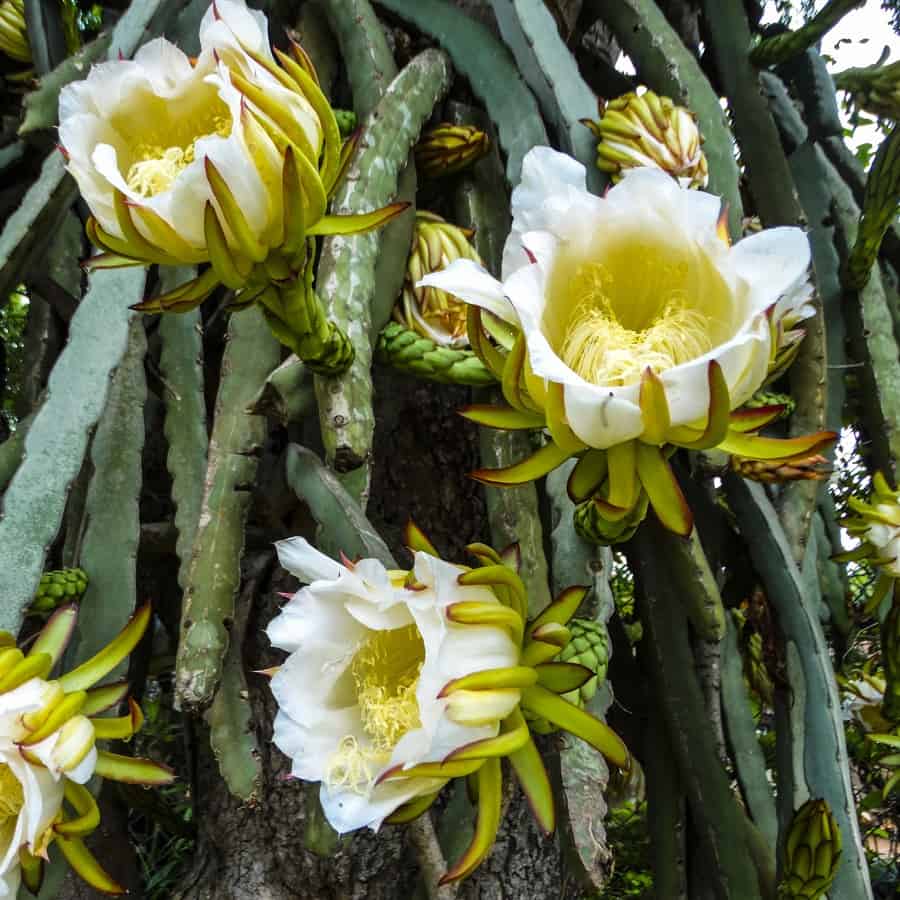 hylocereus ocamponis flower