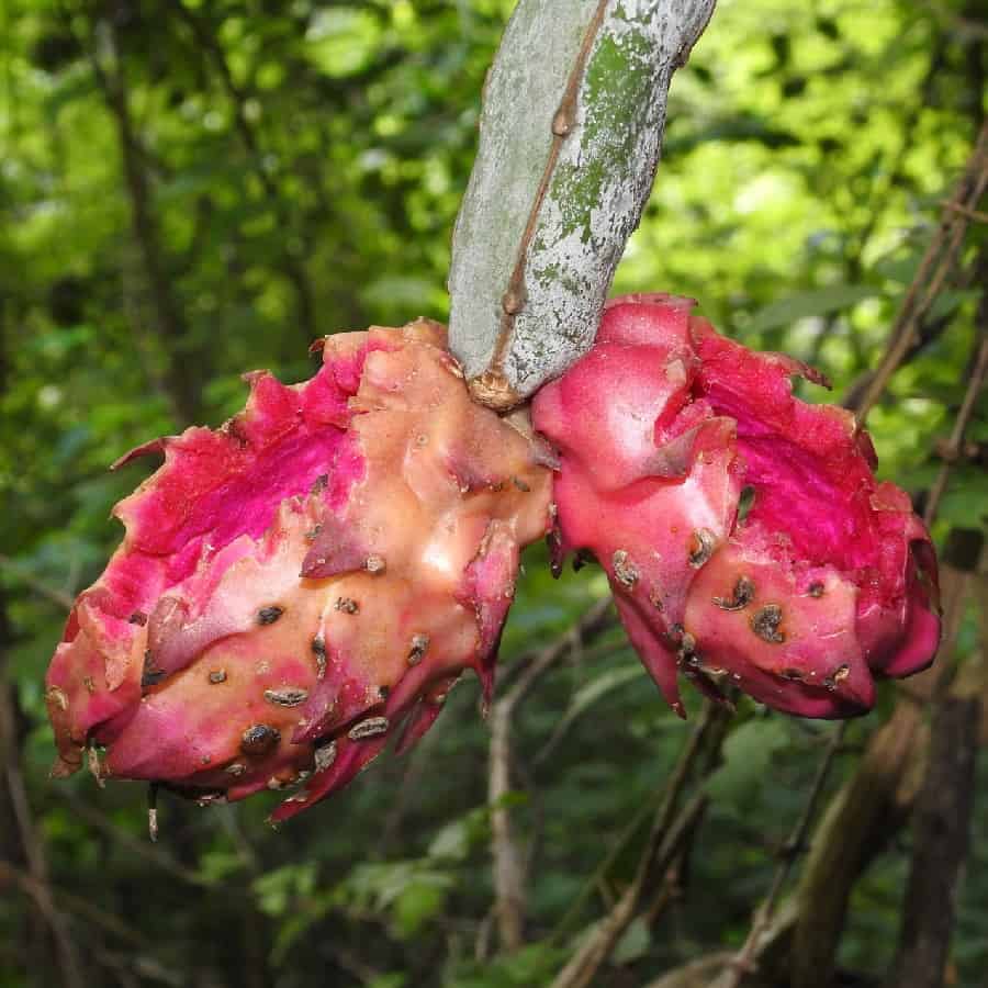 hylocereus ocamponis fruit