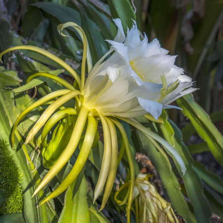 hylocereus polyrhizus