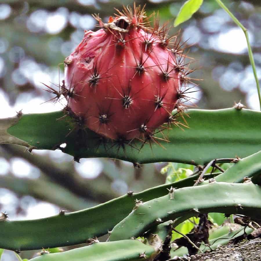 hylocereus setaceus fruit