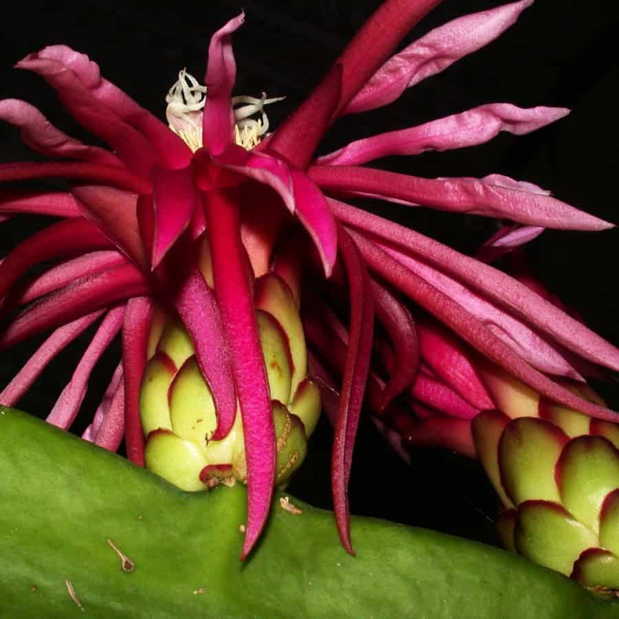 hylocereus stenopterus flower