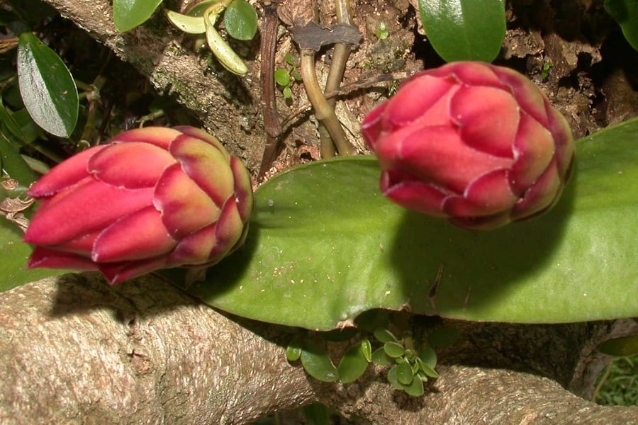 hylocereus stenopterus