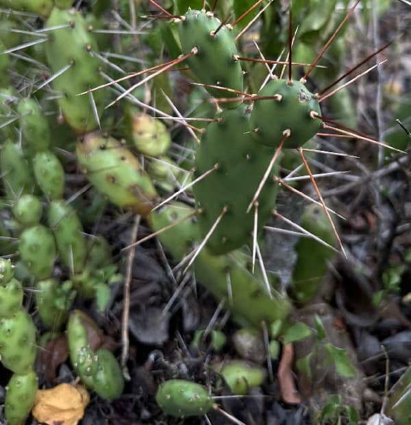 opuntia abjecta 1