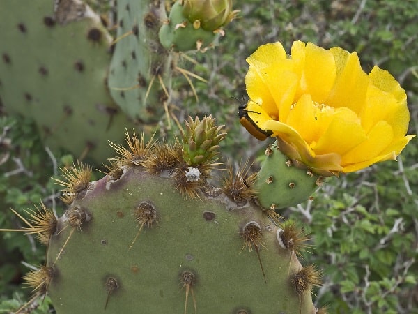 opuntia aciculata