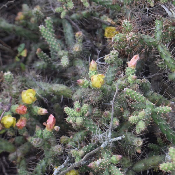 opuntia aequatorialis