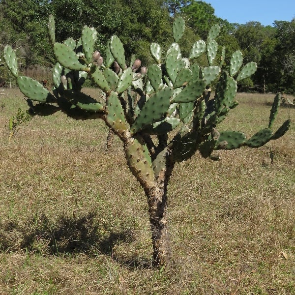 opuntia ammophila