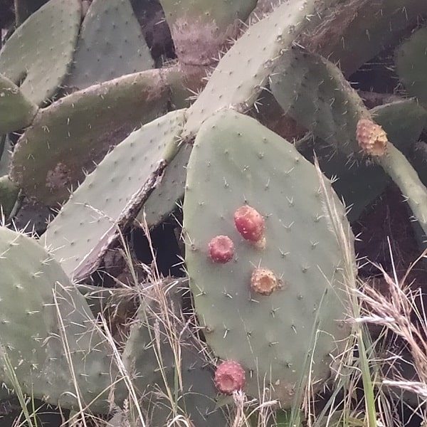 opuntia amyclaea