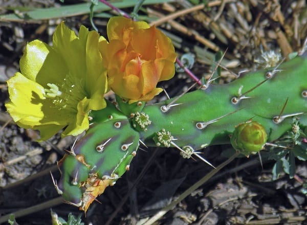 opuntia anacantha