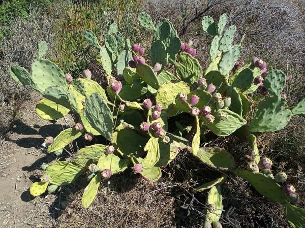 opuntia anahuacensis