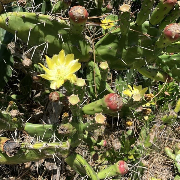 opuntia arechavaletae