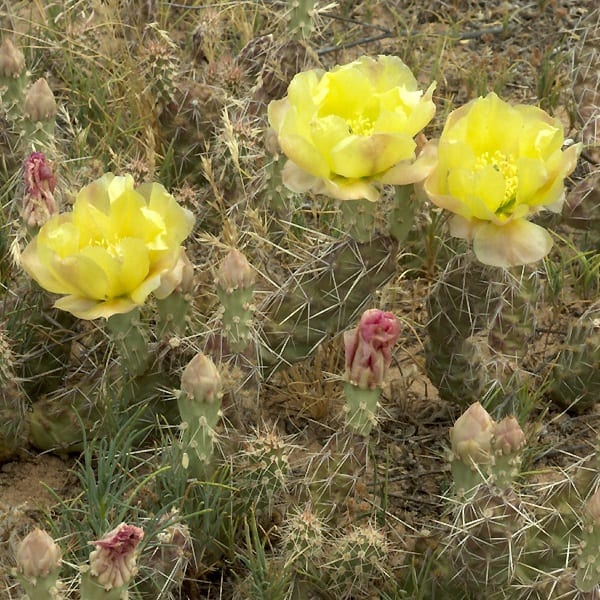 opuntia arenaria