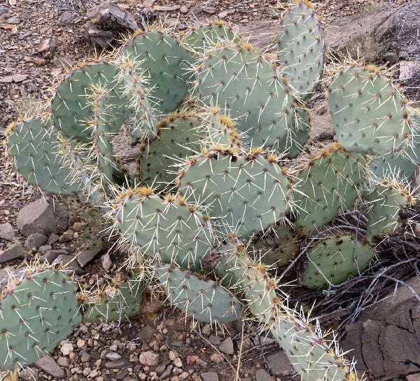 opuntia arizonica