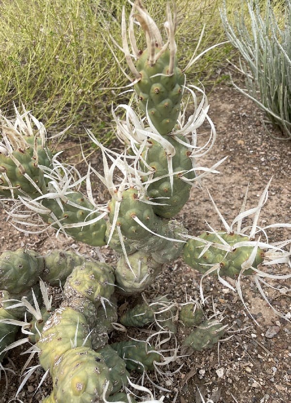 opuntia articulata