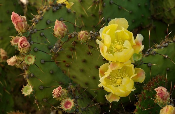 opuntia atrispina