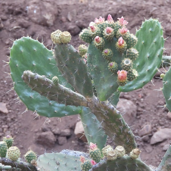 opuntia atropes