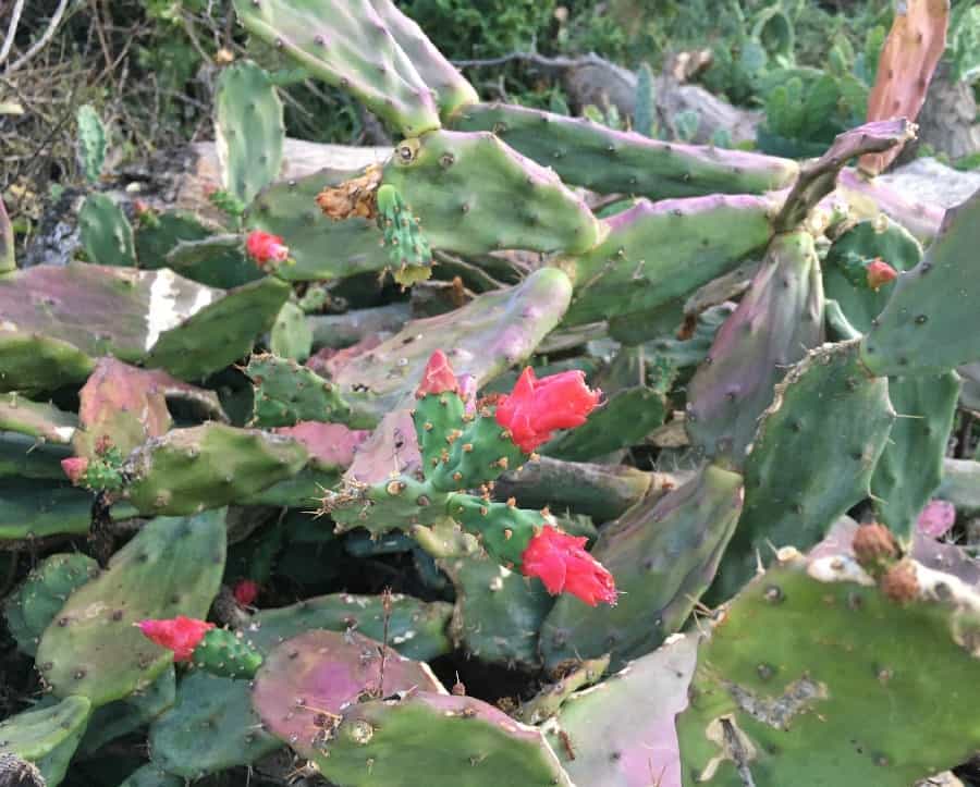 opuntia auberi