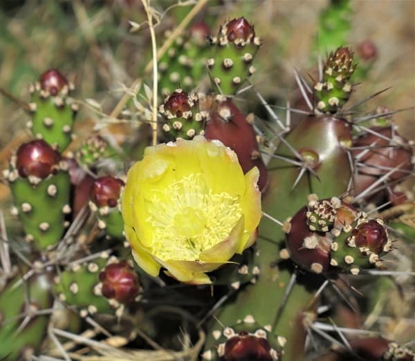 opuntia aurantiaca