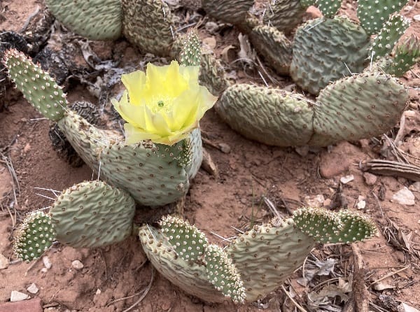 opuntia aurea