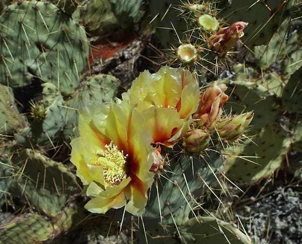 opuntia aureispina