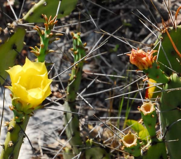 opuntia austrina