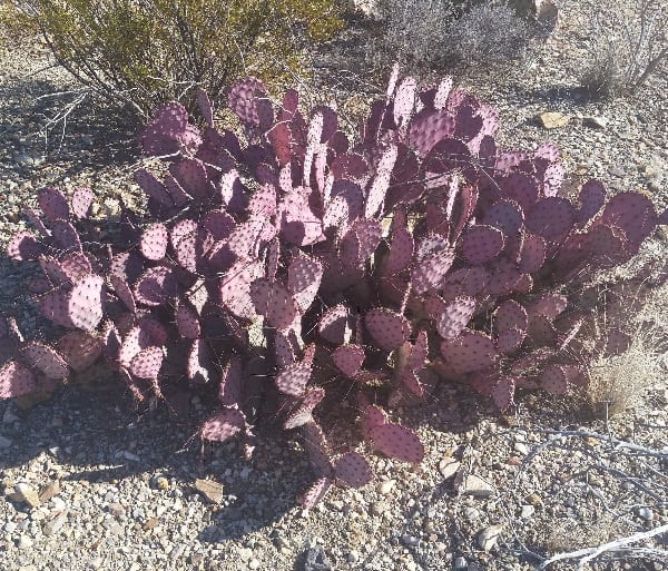 opuntia azurea