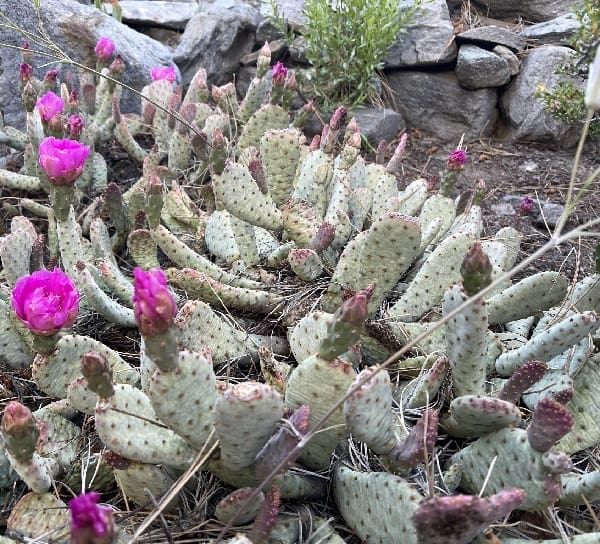 opuntia basilaris var. brachyclada