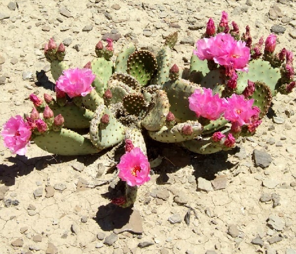 opuntia basilaris var. heilii