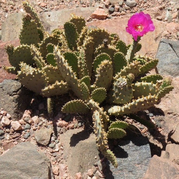 opuntia basilaris var. longiareolata