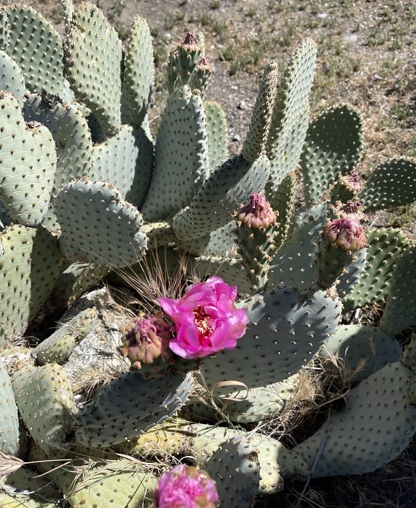 opuntia basilaris var. treleasei