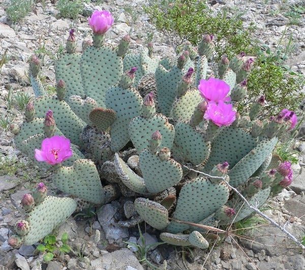 opuntia basilaris