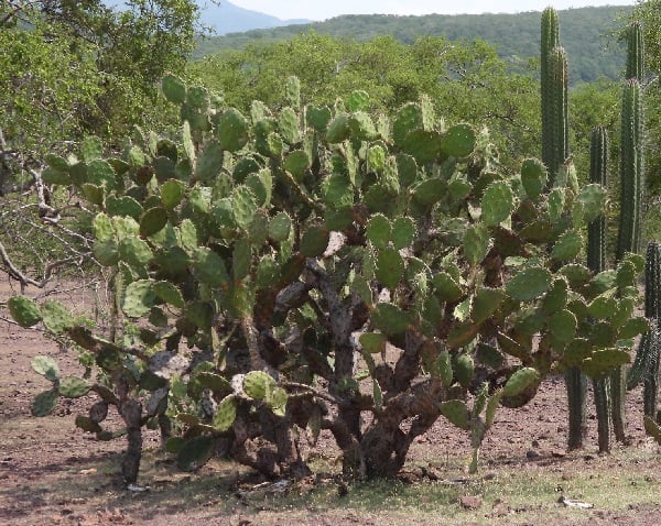 opuntia bensonii