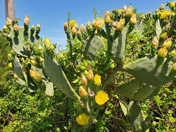 opuntia bentonii