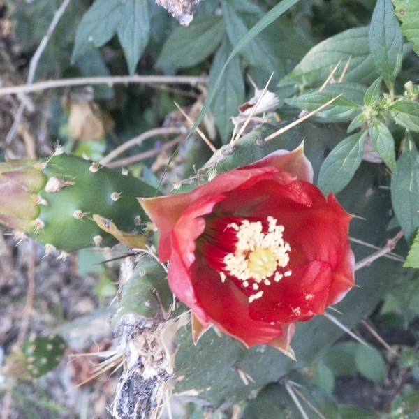 opuntia bergeriana