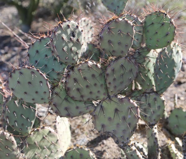 opuntia blakeana