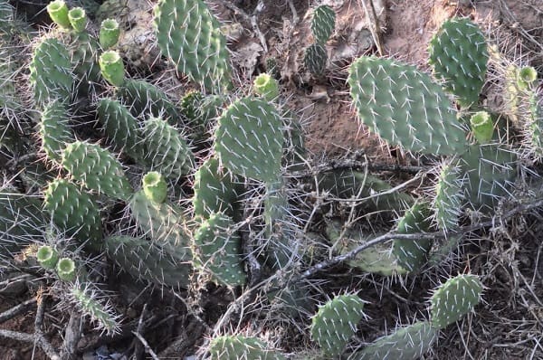 opuntia brunnescens