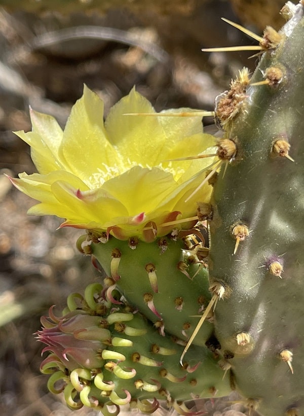 opuntia caboensis