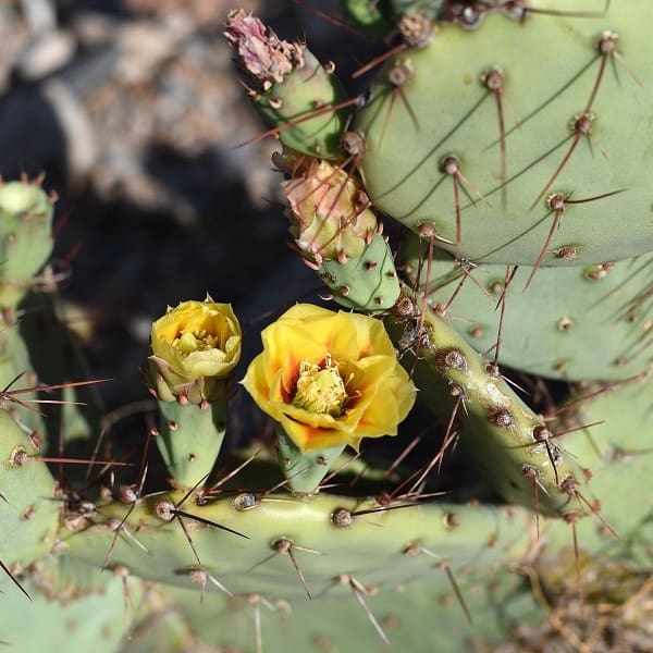 opuntia camanchica