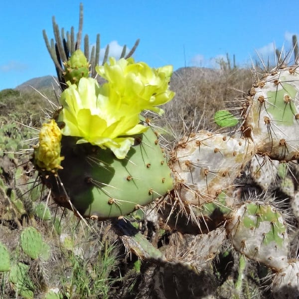 opuntia caracassana