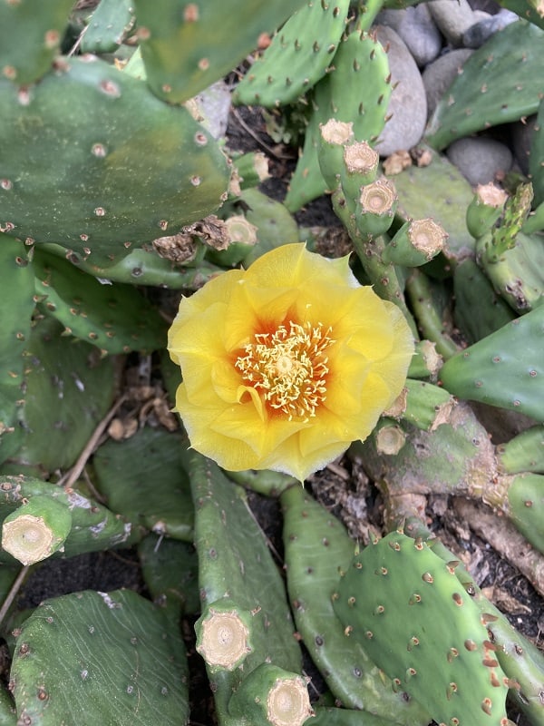 opuntia cespitosa