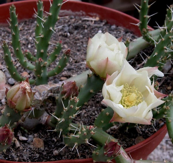 opuntia chaffeyi