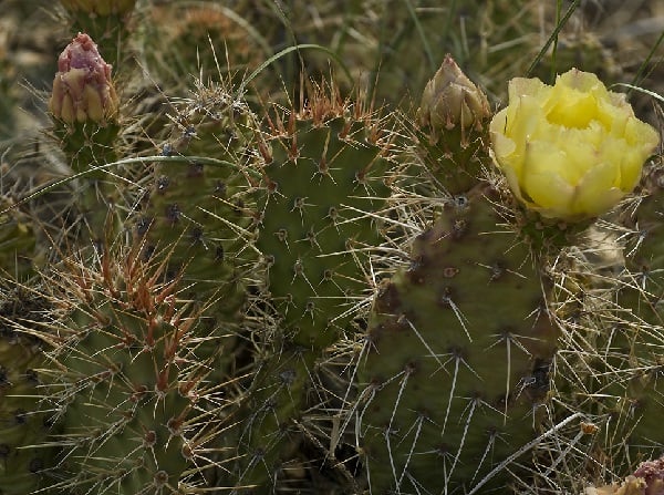 opuntia charlestonensis