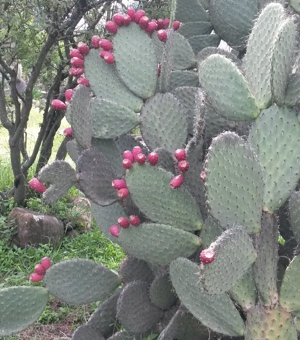 opuntia chavena