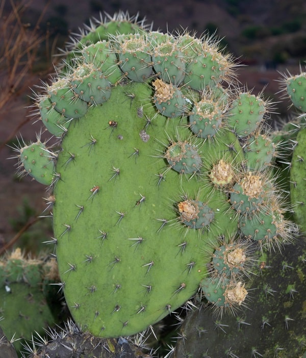 opuntia chiangiana