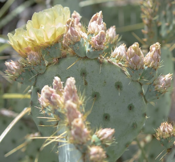 opuntia chisosensis