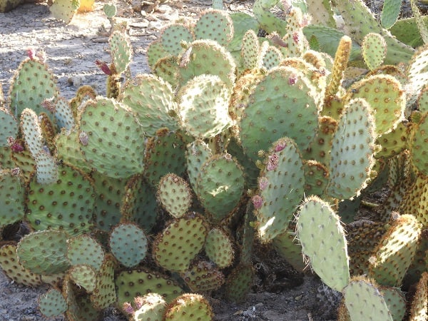 opuntia chlorotica