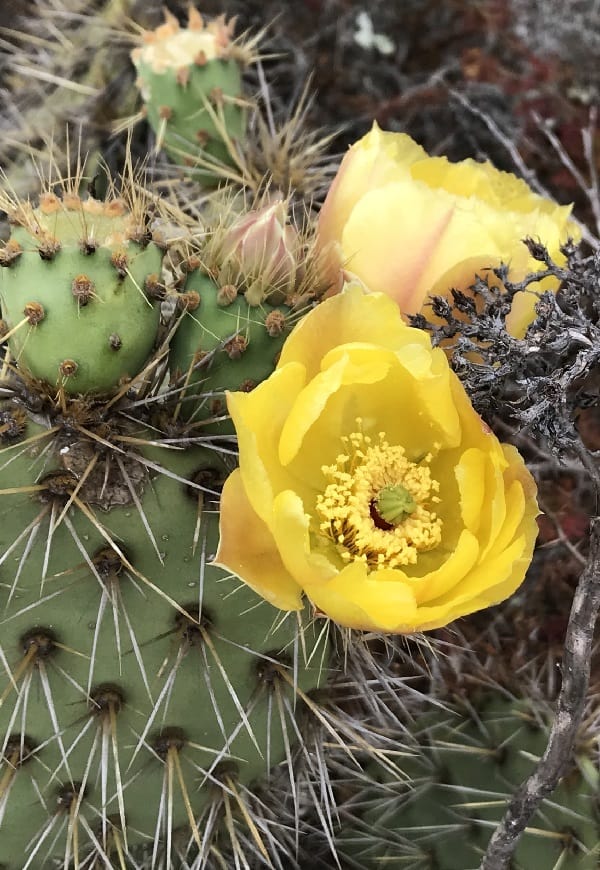 opuntia clarkiorum