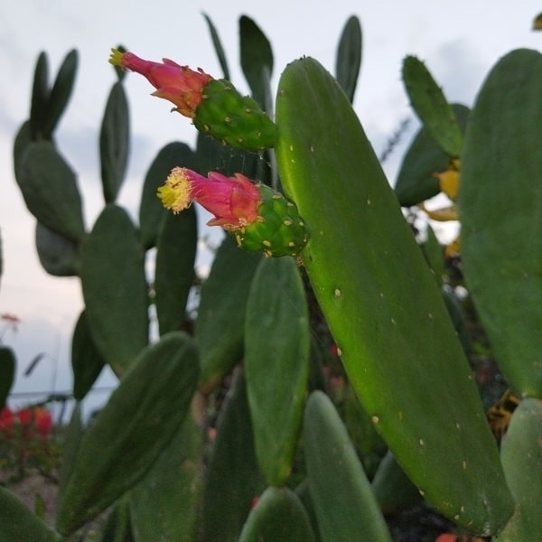 opuntia cochenillifera